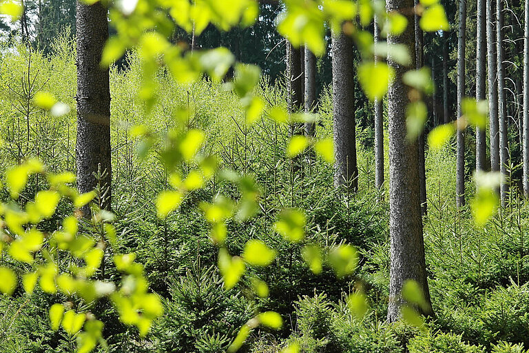 Ökologisch Bauen Wald Wood Me Up